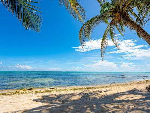 Hammock under the palms on the beach