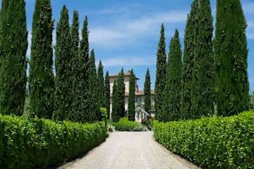 Driveway lined with cypress trees
