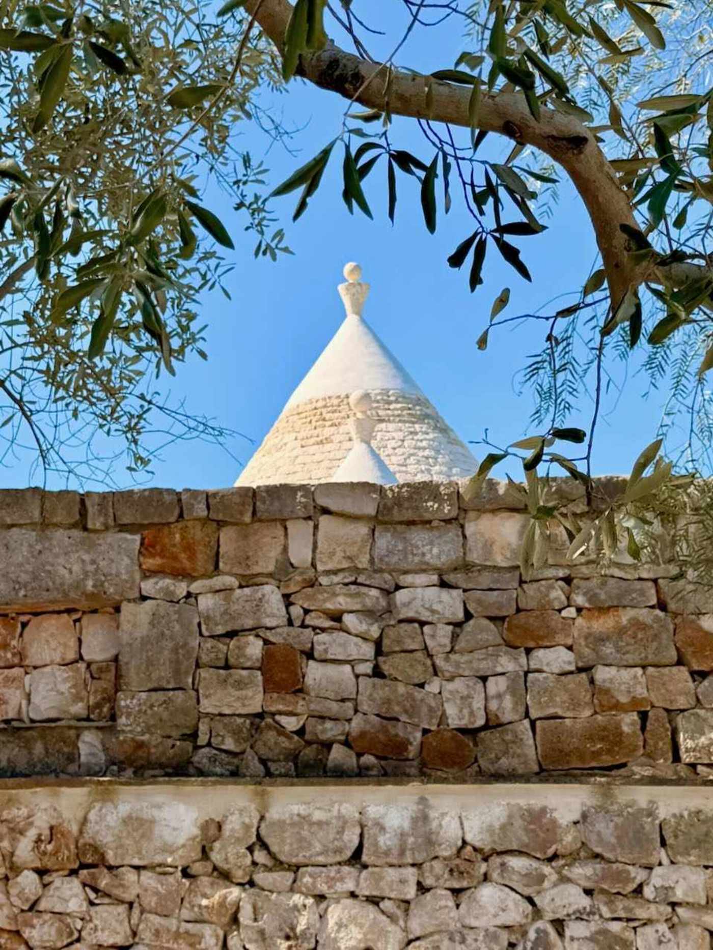 Trullo Ostro: Trullo cone behind a dry stone wall and olive branches