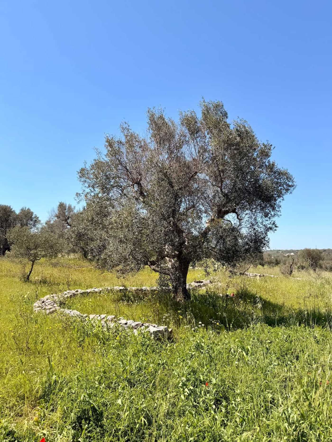 Trullo Ostro: Olive tree in the grounds with dry stone ring