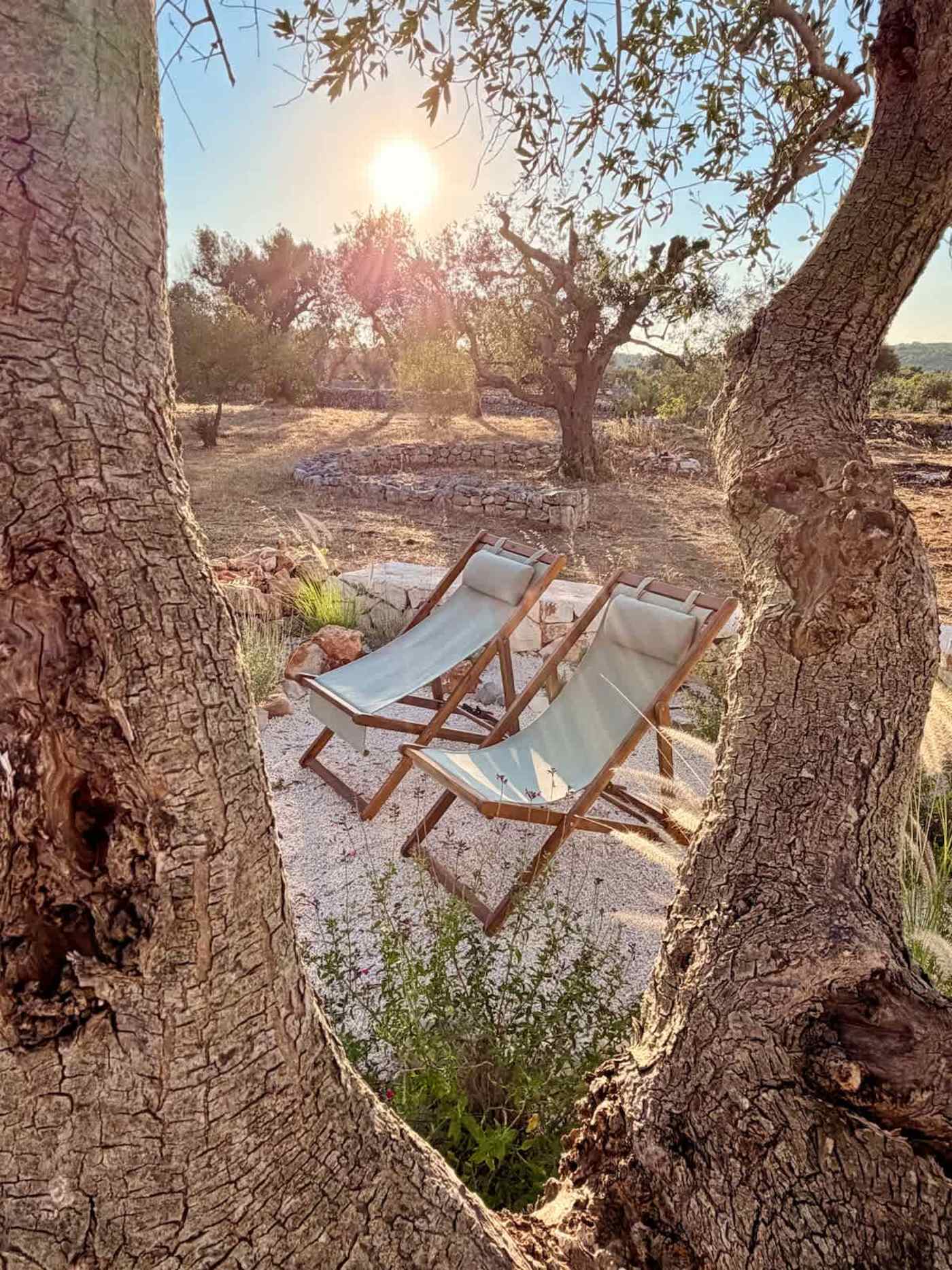 Trullo Ostro: Deck chairs under the olive trees at sunset