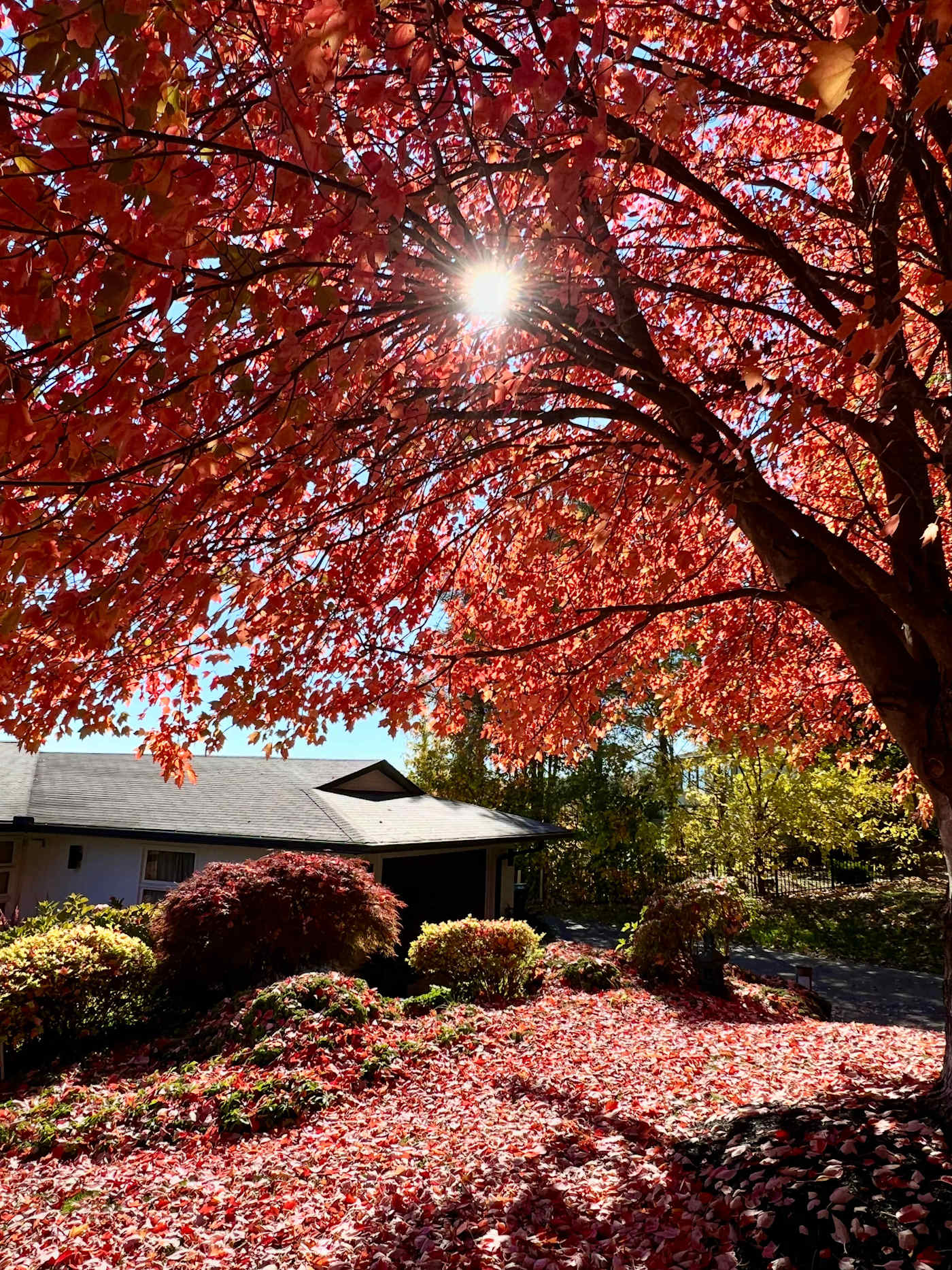 Hudson House: Red maple in fall color over the front yard