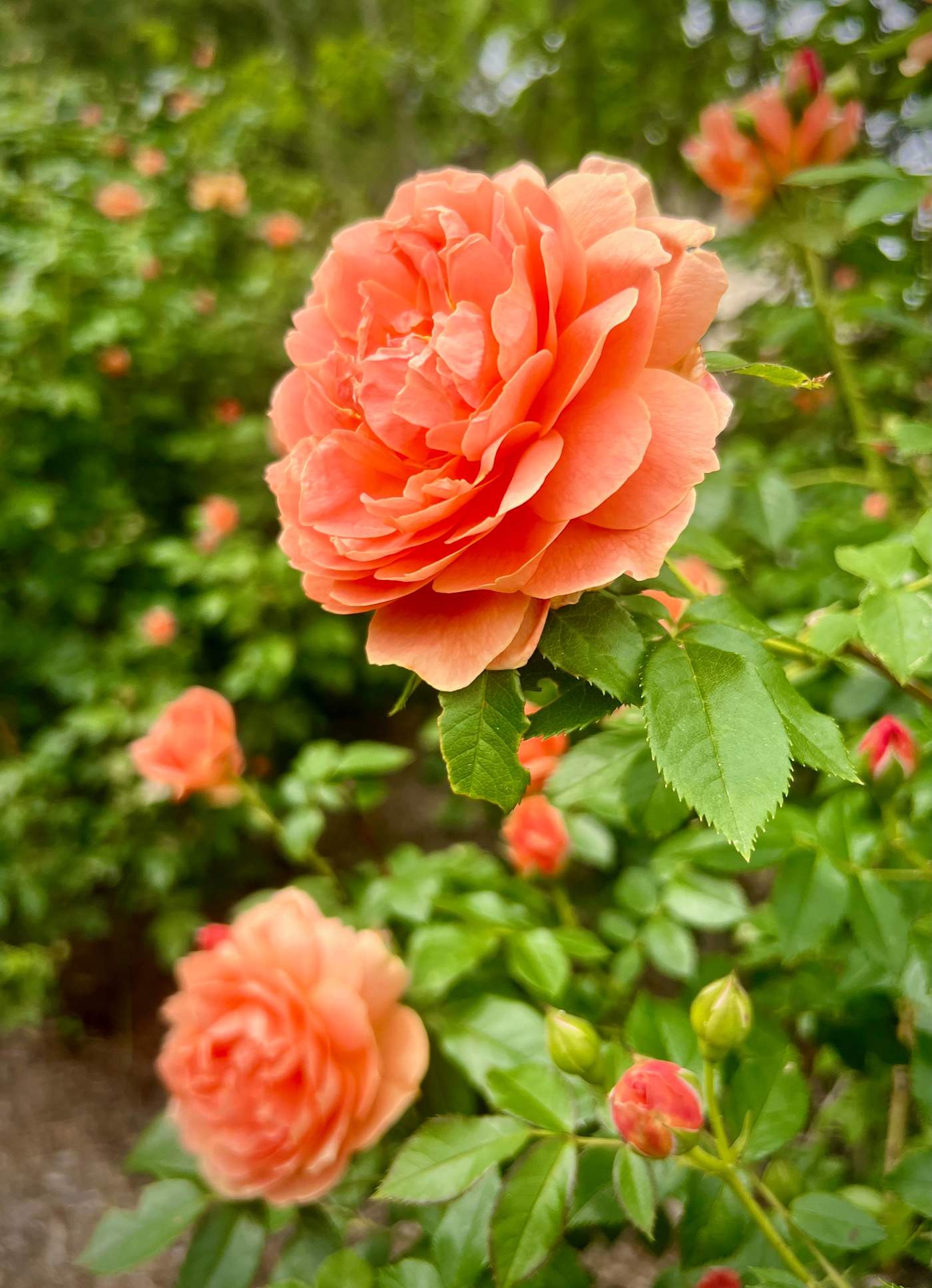 Hudson House: Roses blooming in the garden