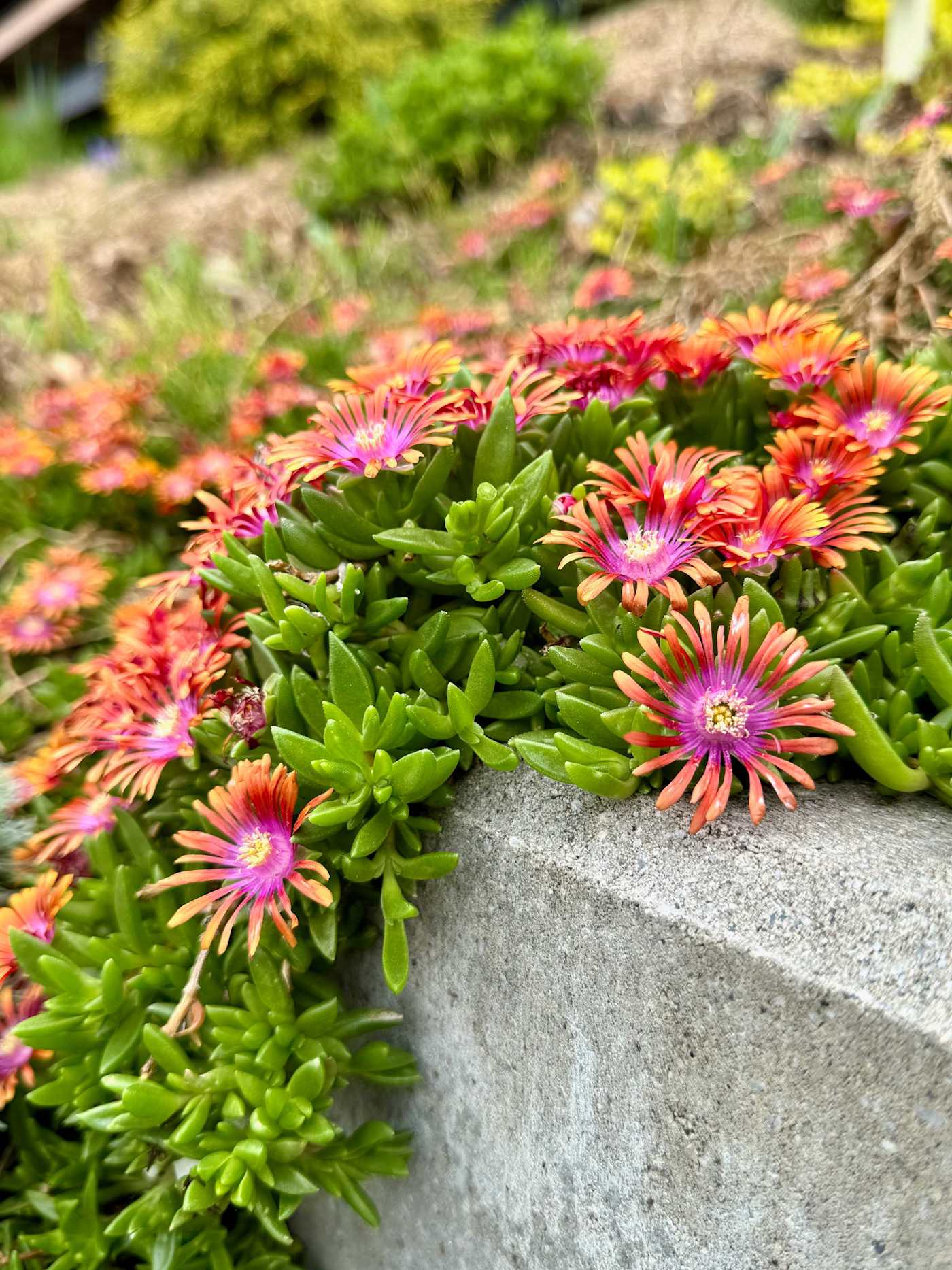 Hudson House: Flowering ice plant spilling over a garden wall