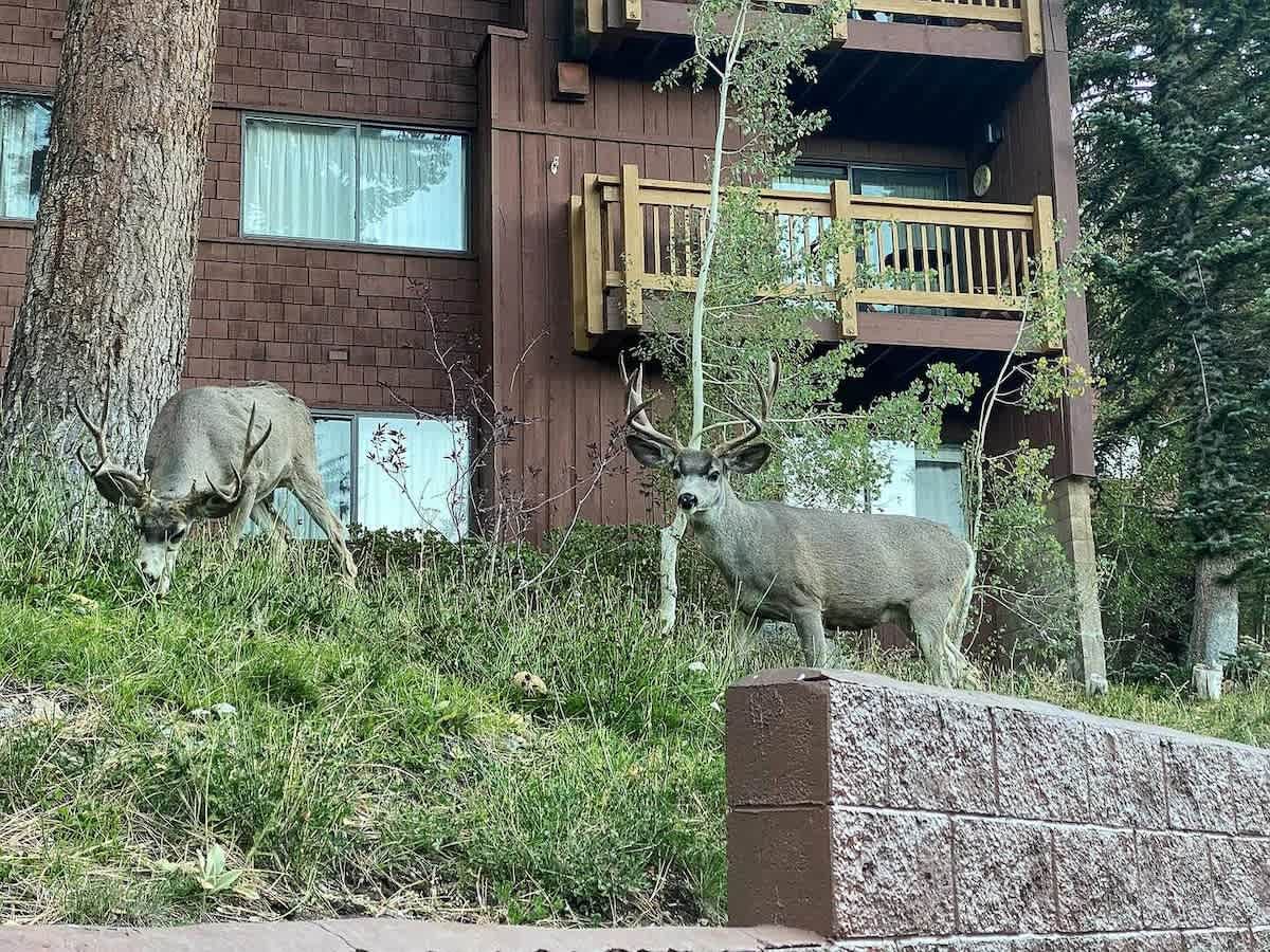 Some of our neighbors!