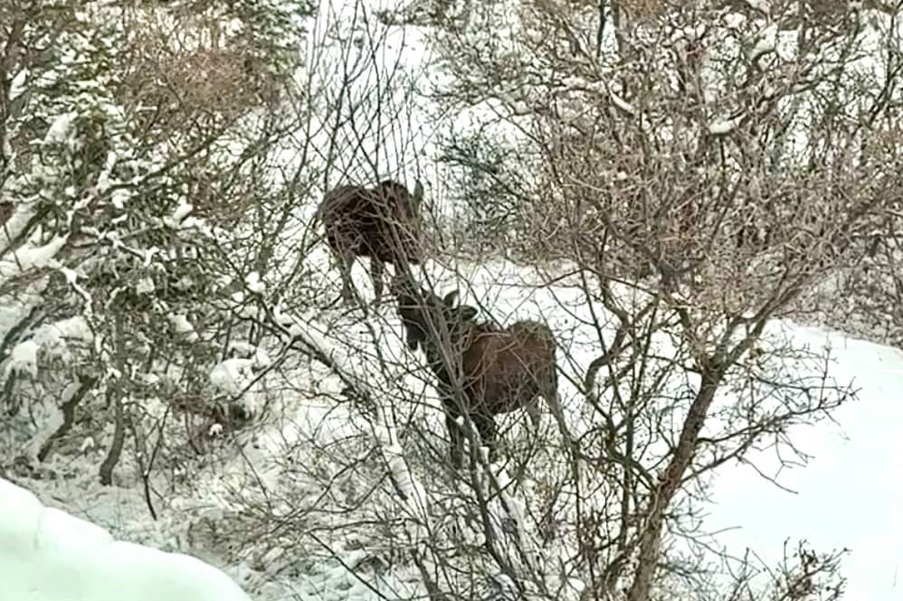 Moose in Yard