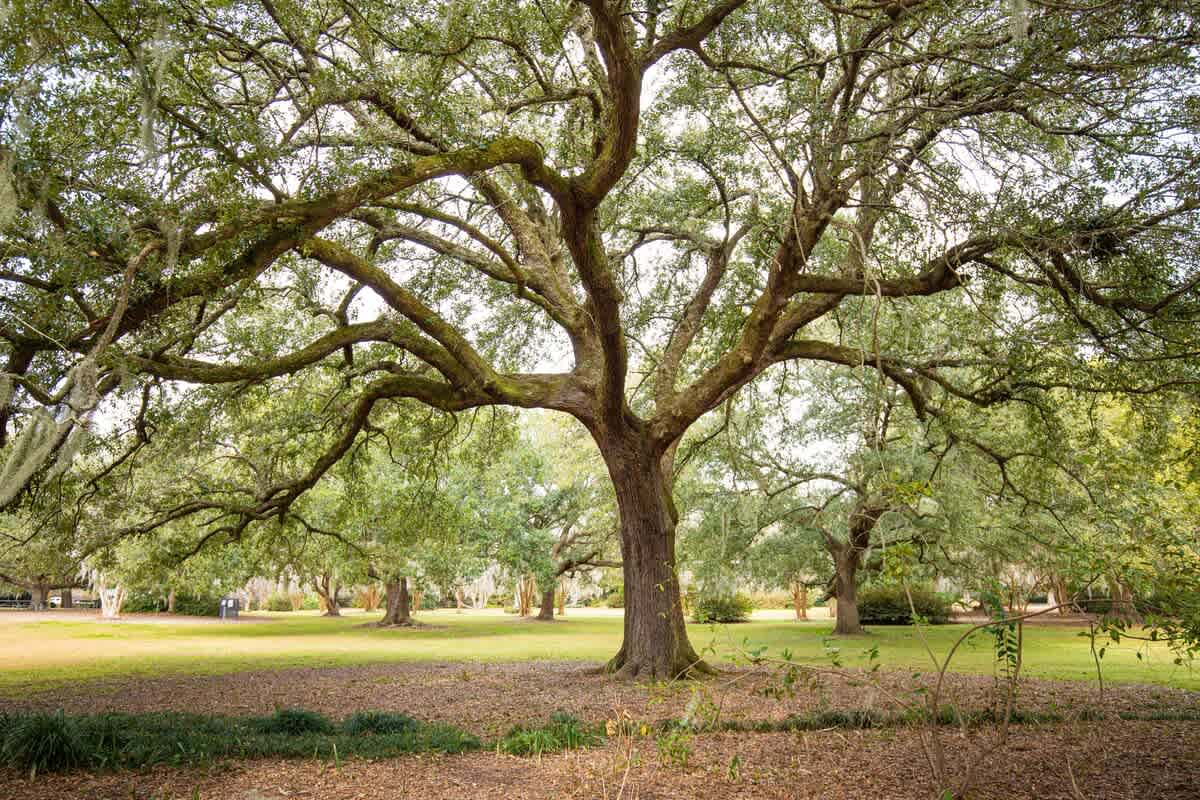 Welcome to Charleston!