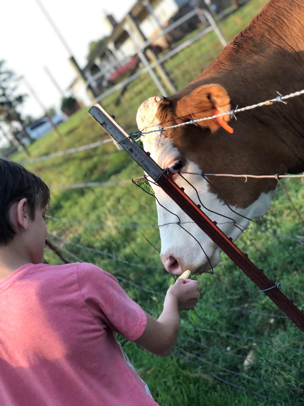 Kids love sharing marshmallows with the cow!