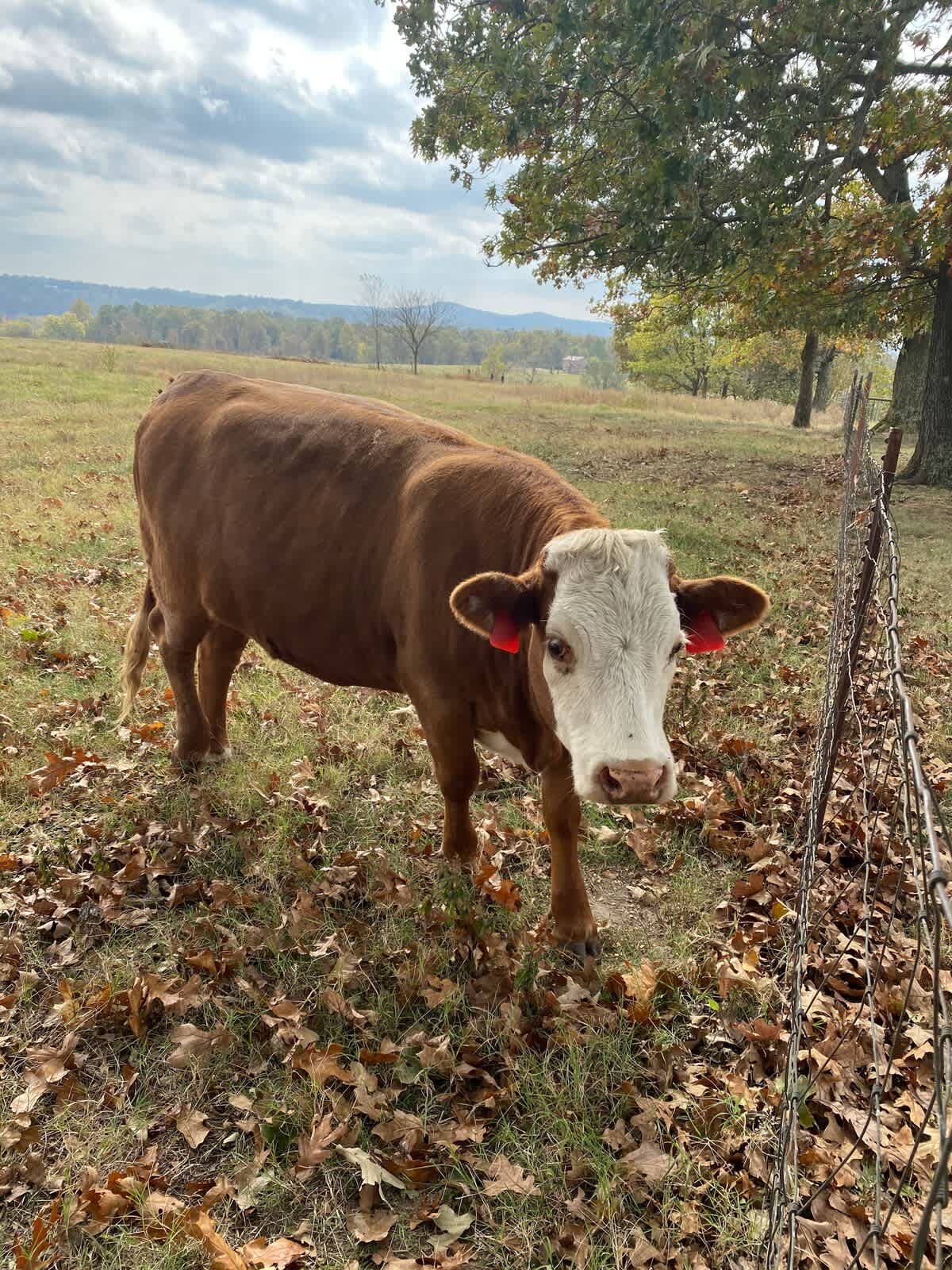 Meet Maggie Moo 
Our Bottle Fed 
 Pet Cow 