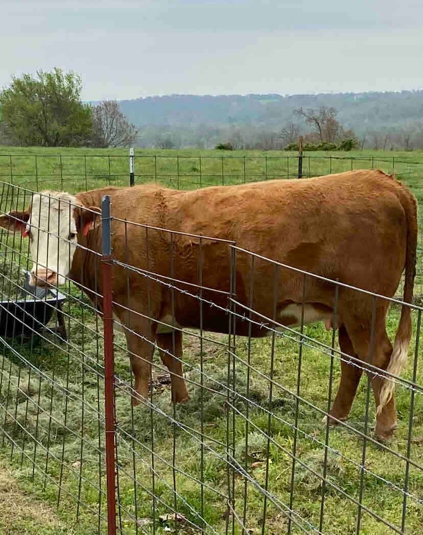 Visit Maggie Moo and her twin babies born 9/1/21