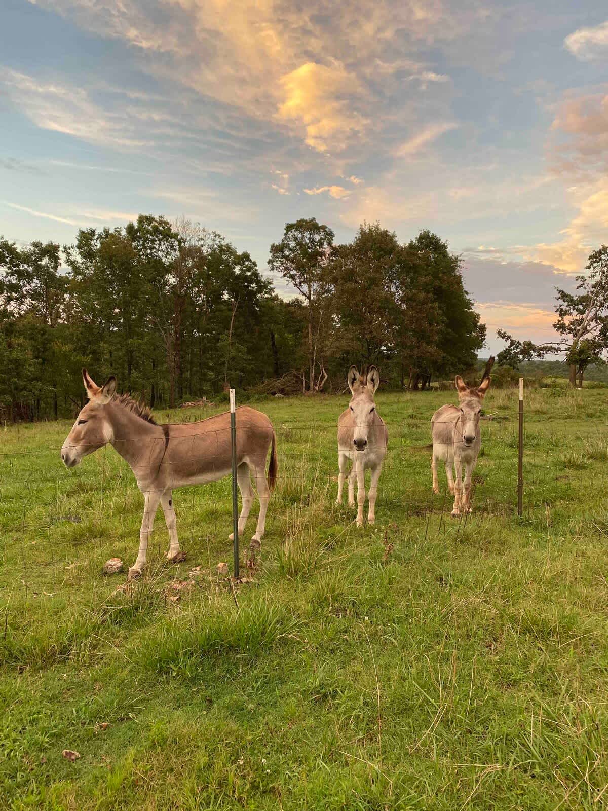 Marshmallow, Ginger & Waffles Enjoy a Unique Scenic Farm & Animal Tour 