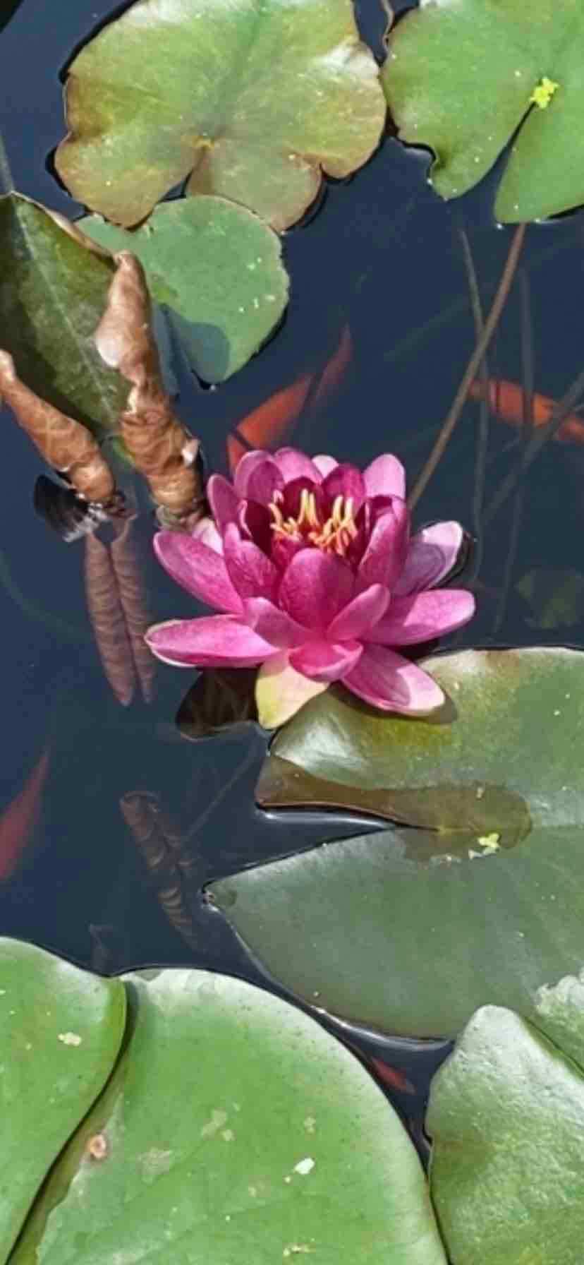 Beautiful Gold Fish Aquaponic Pond