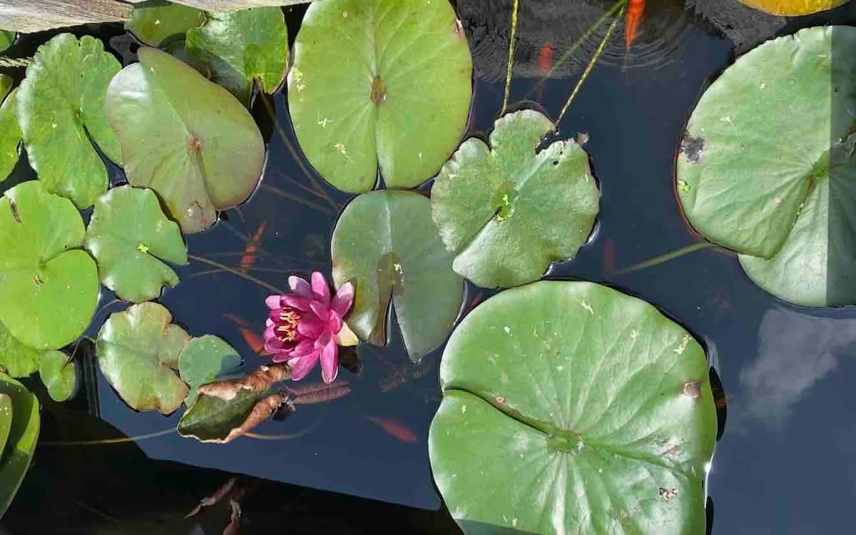 Beautiful Goldfish Pond