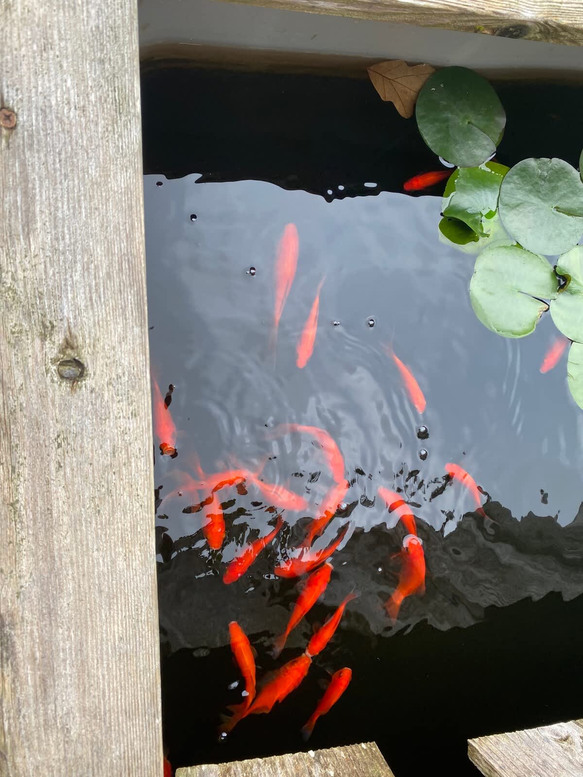 Goldfish Pond is part of the farm tour!