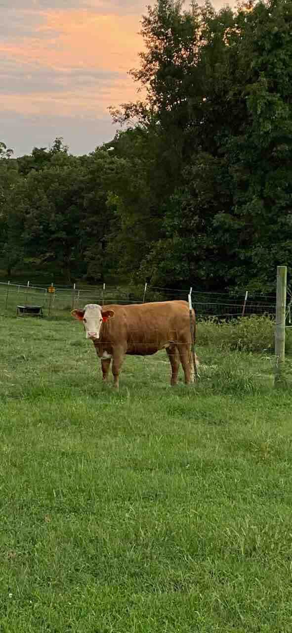 Maggie Moo who was a bottle fed calf, fed by my sister.