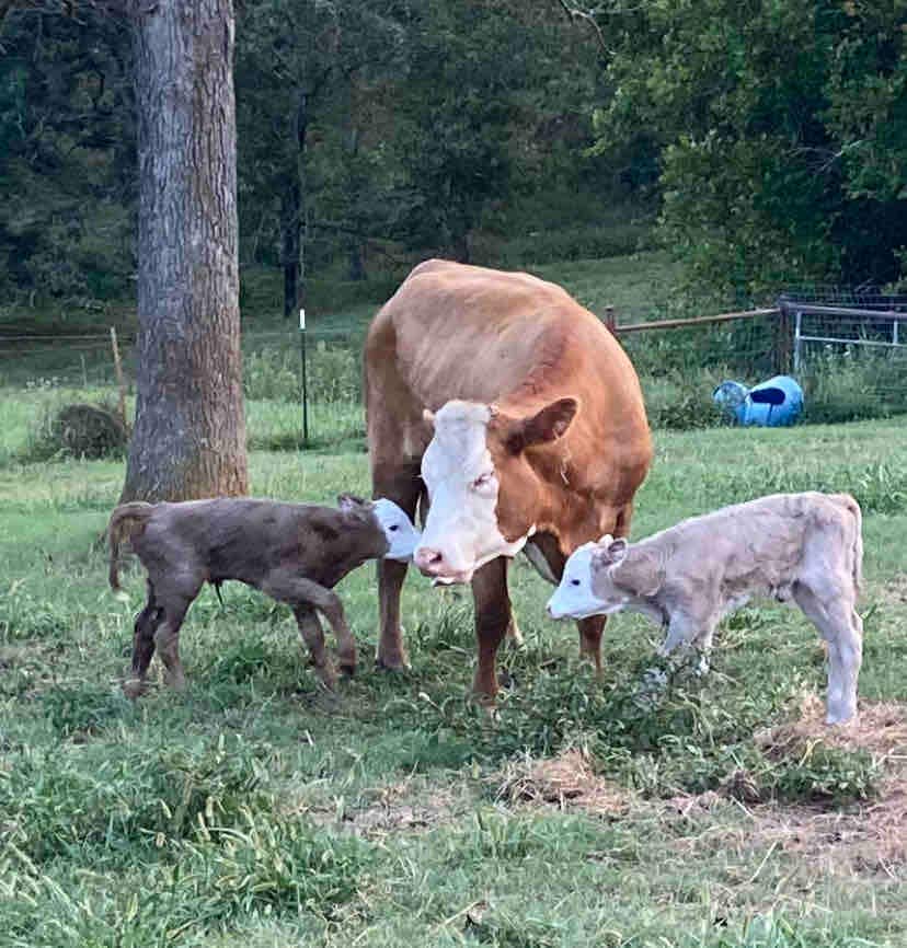 Meet the 3 M’s…Maggie Moo and her twins Milk Shake and MilkeyWay