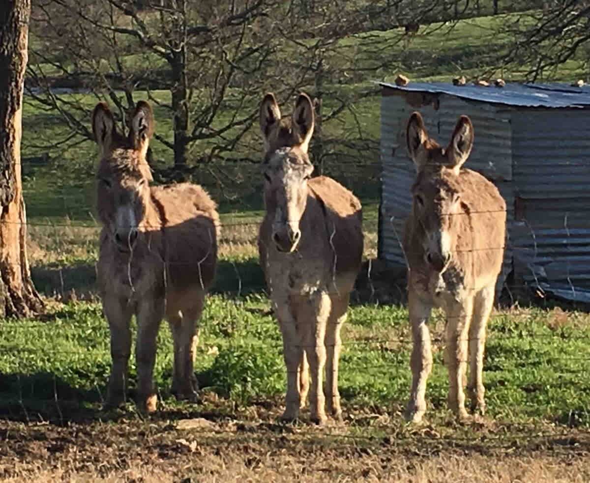 Ginger,  Waffles  & Marshmallow, our Pet Donkeys Love Cookies & Marshmallow Treats