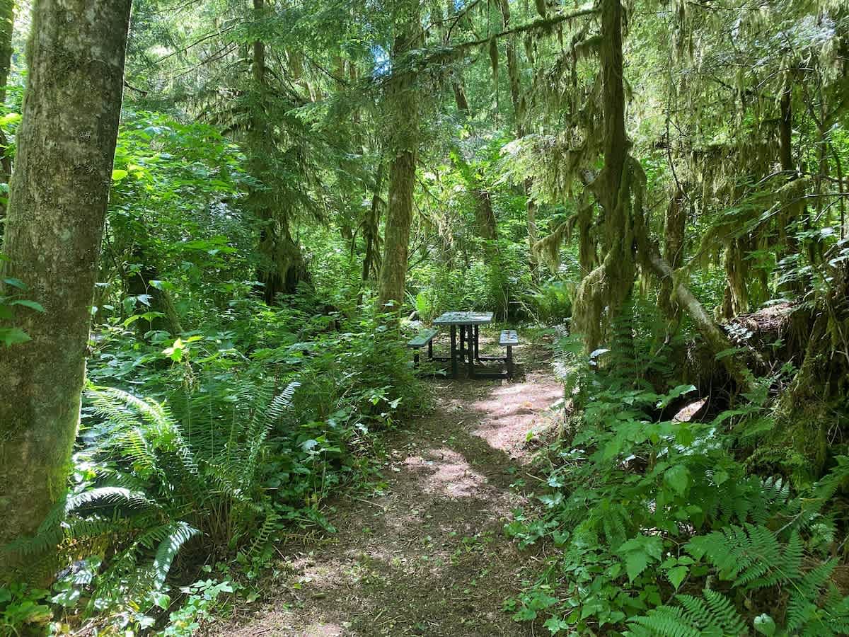 Primitive Tent Site in Enchanted Rain Forest - #20 — Forks, WA — vacation rental