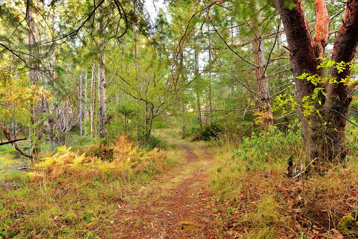 This trail system is located in the backyard of the house and leads to the Galloping Goose Trail. 