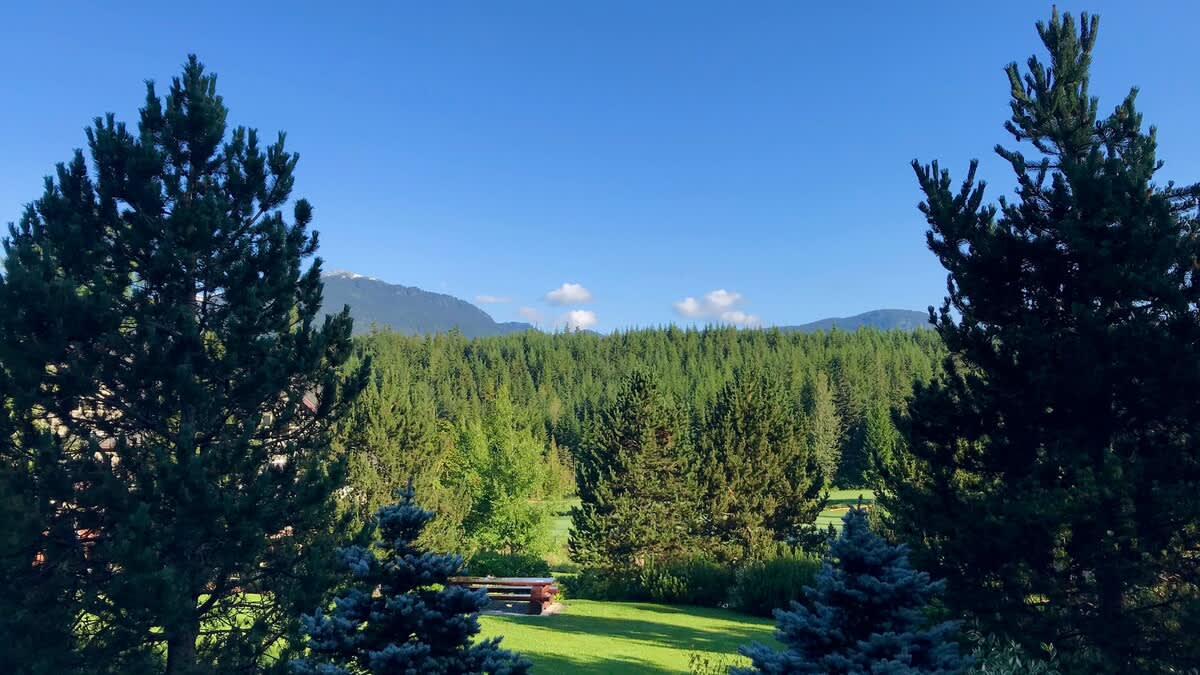 Blackcomb Greens 31 9