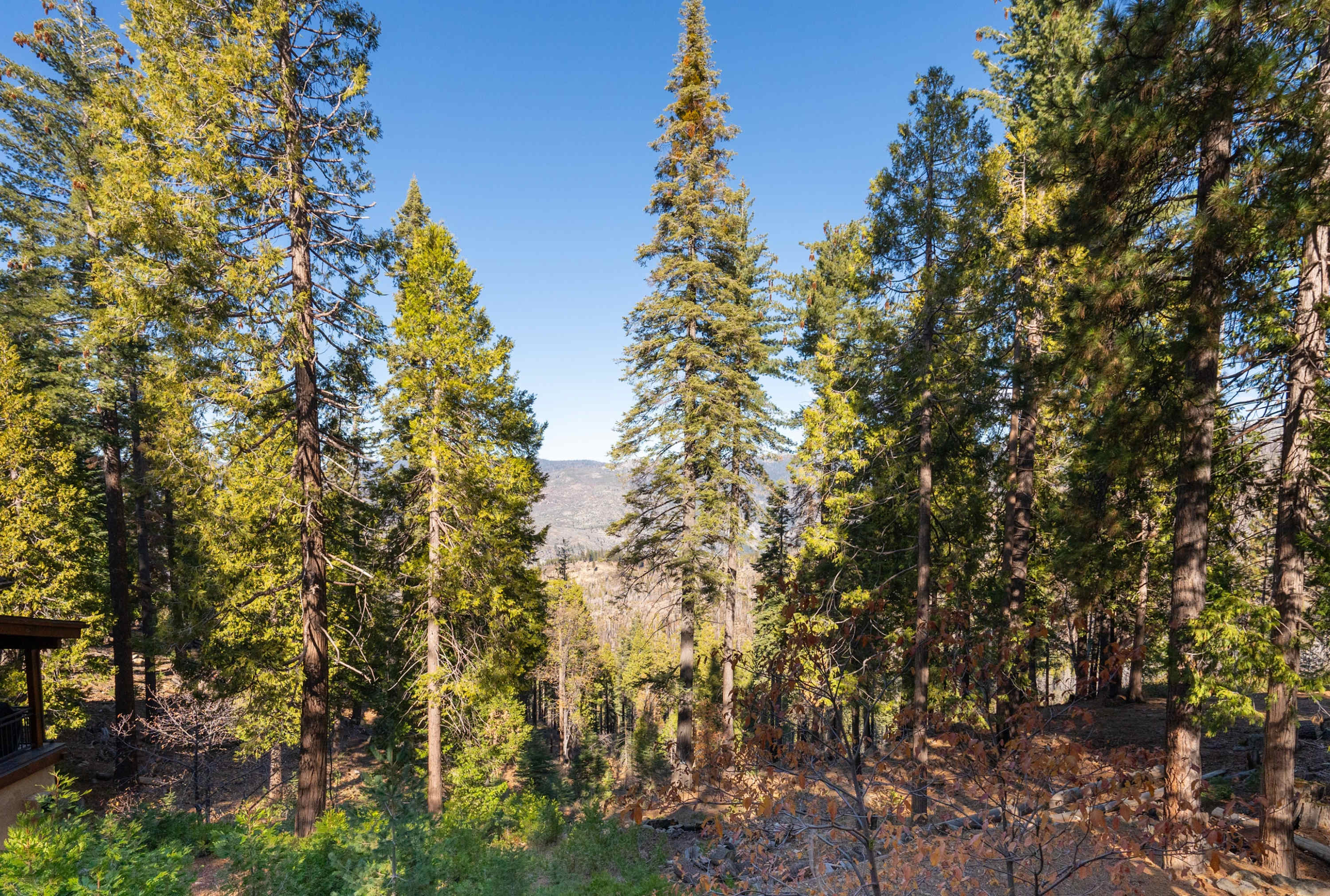 Yosemite Aviary - Bird's Eye View! Awesome Upper Unit! 4