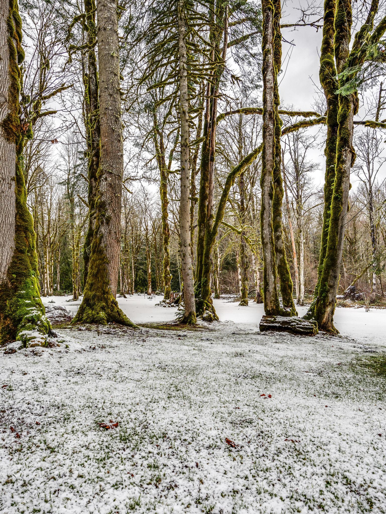 Enchanting winter scene within a forest, featuring tall trees with moss-covered trunks and branches, standing over a ground lightly dusted with snow and patches of green grass.