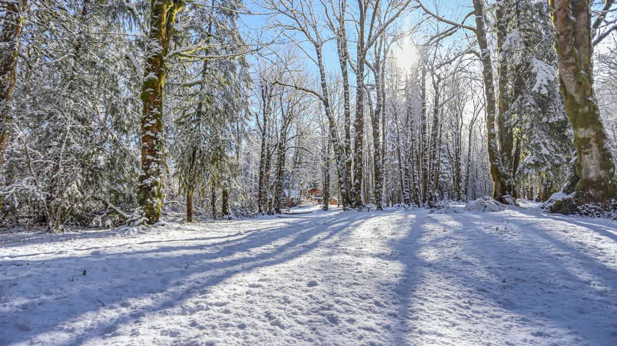 Serene winter landscape featuring a snow-covered forest path winding through tall, snow-dusted trees, with bright sunlight filtering through the branches.