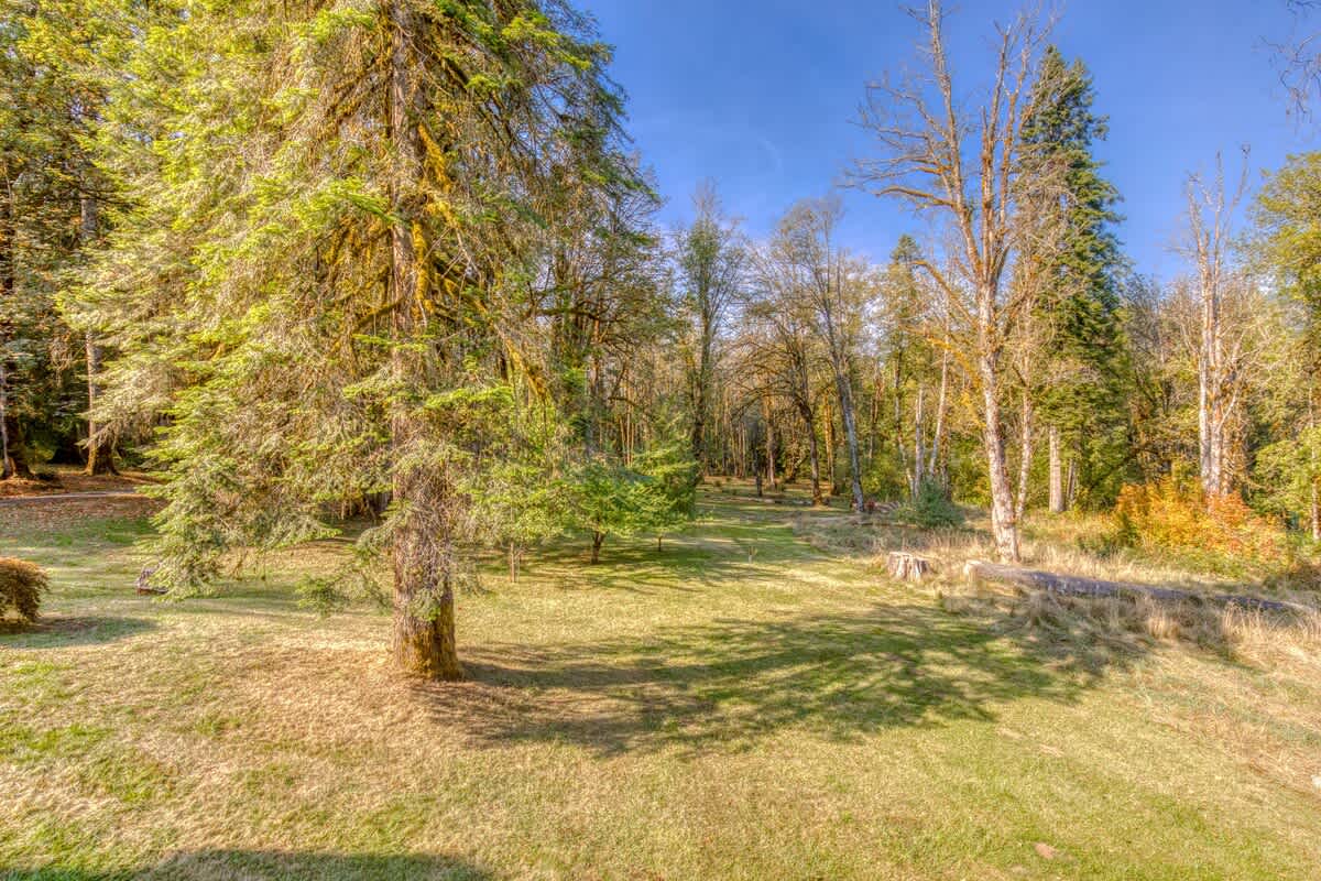 A vast, sun-dappled grassy area slopes gently towards a dense forest of tall evergreen and deciduous trees, creating a serene natural landscape with dappled sunlight filtering through the canopy.