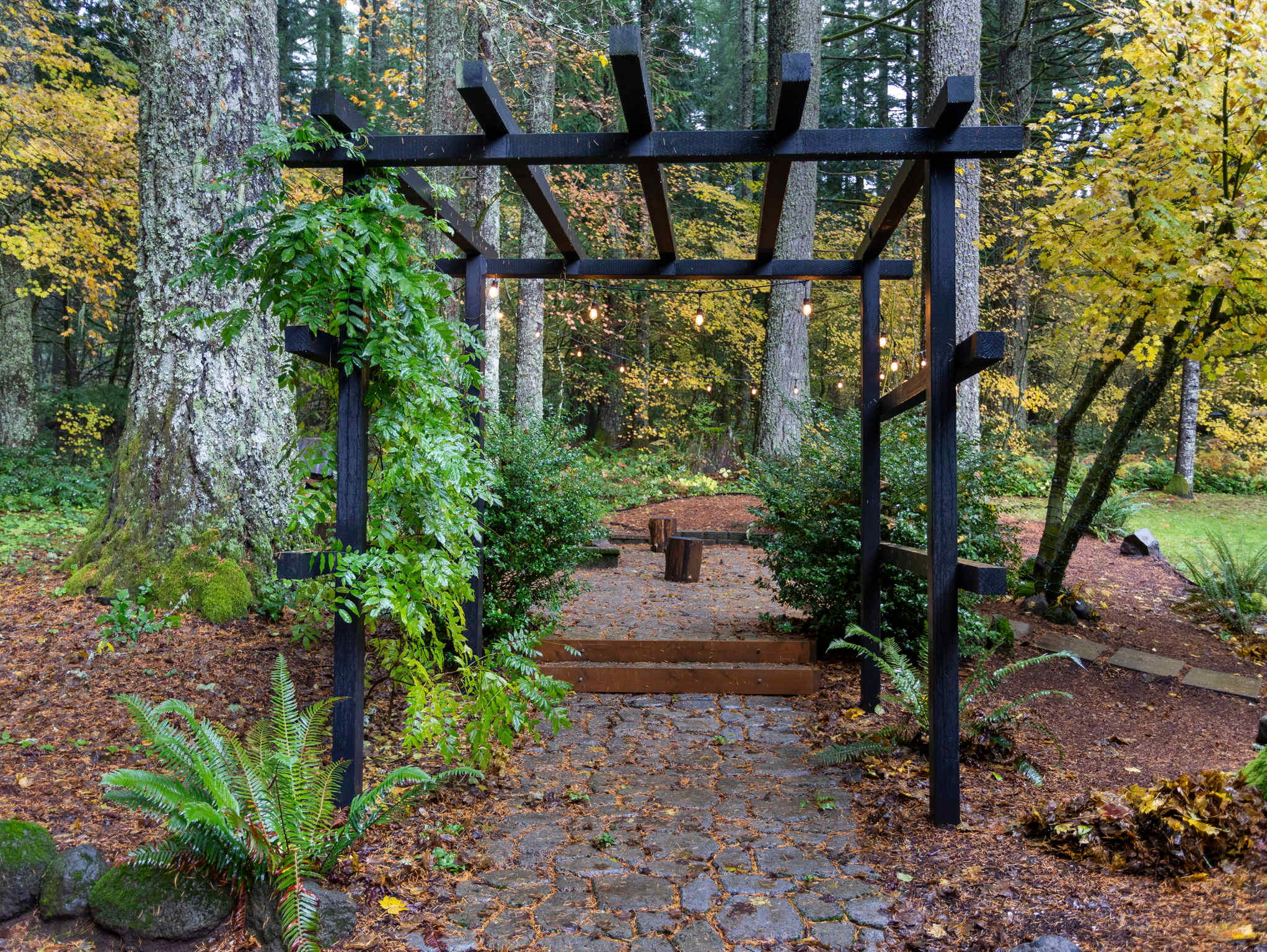 A stone path leads through a dark wooden pergola adorned with green vines, flanked by lush ferns and small bushes. Tall evergreen and yellow-leafed deciduous trees create a dense, natural forest backdrop.