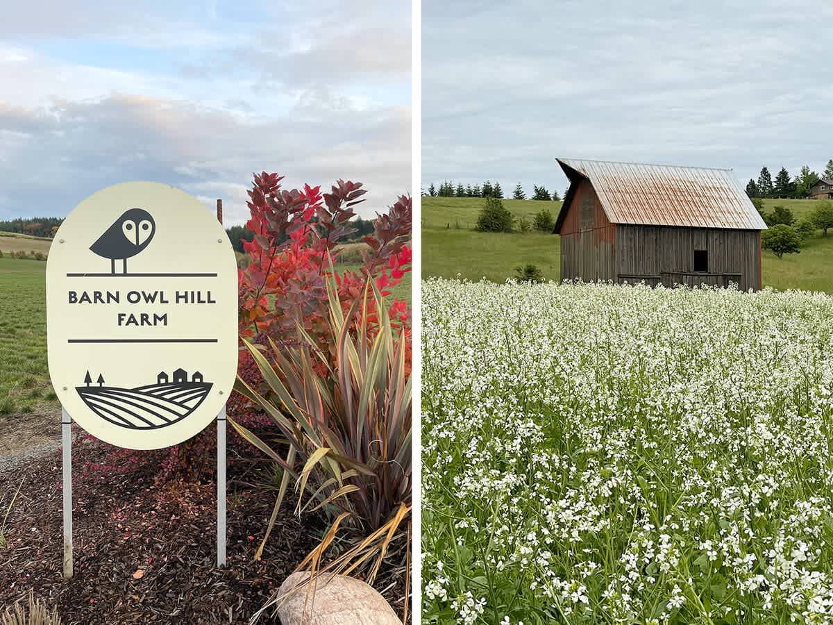 A split image featuring an oval "Barn Owl Hill Farm" sign with an owl logo amidst red and green foliage, alongside an old wooden barn with a rusty metal roof in a field of white wildflowers.