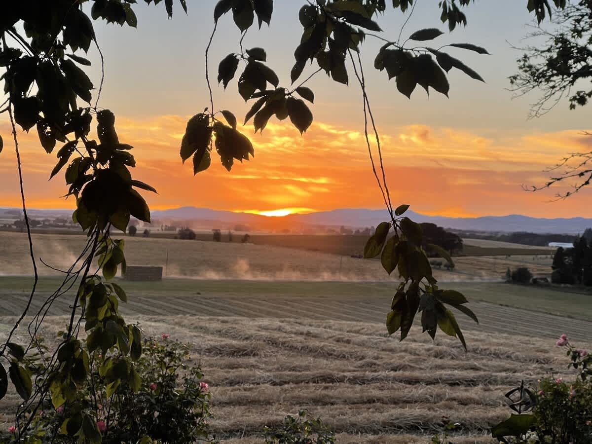 A dramatic orange and yellow sunset illuminates distant fields and mountains, with wisps of smoke or dust rising from the ground, framed by dark green tree leaves in the foreground.