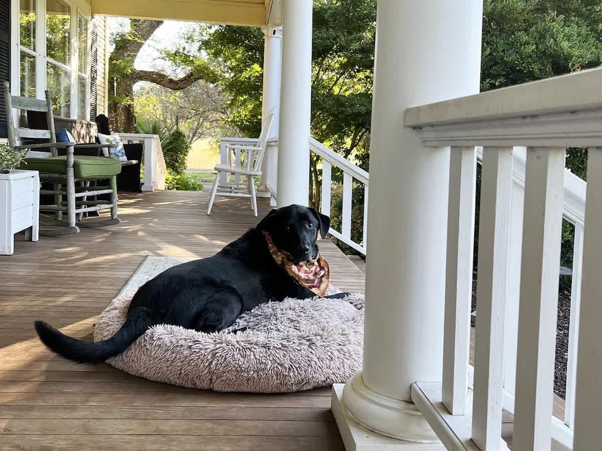 Inviting porch with wooden flooring and white support columns, where a black dog rests comfortably on a plush bed. Green foliage and distant views are visible in the background.