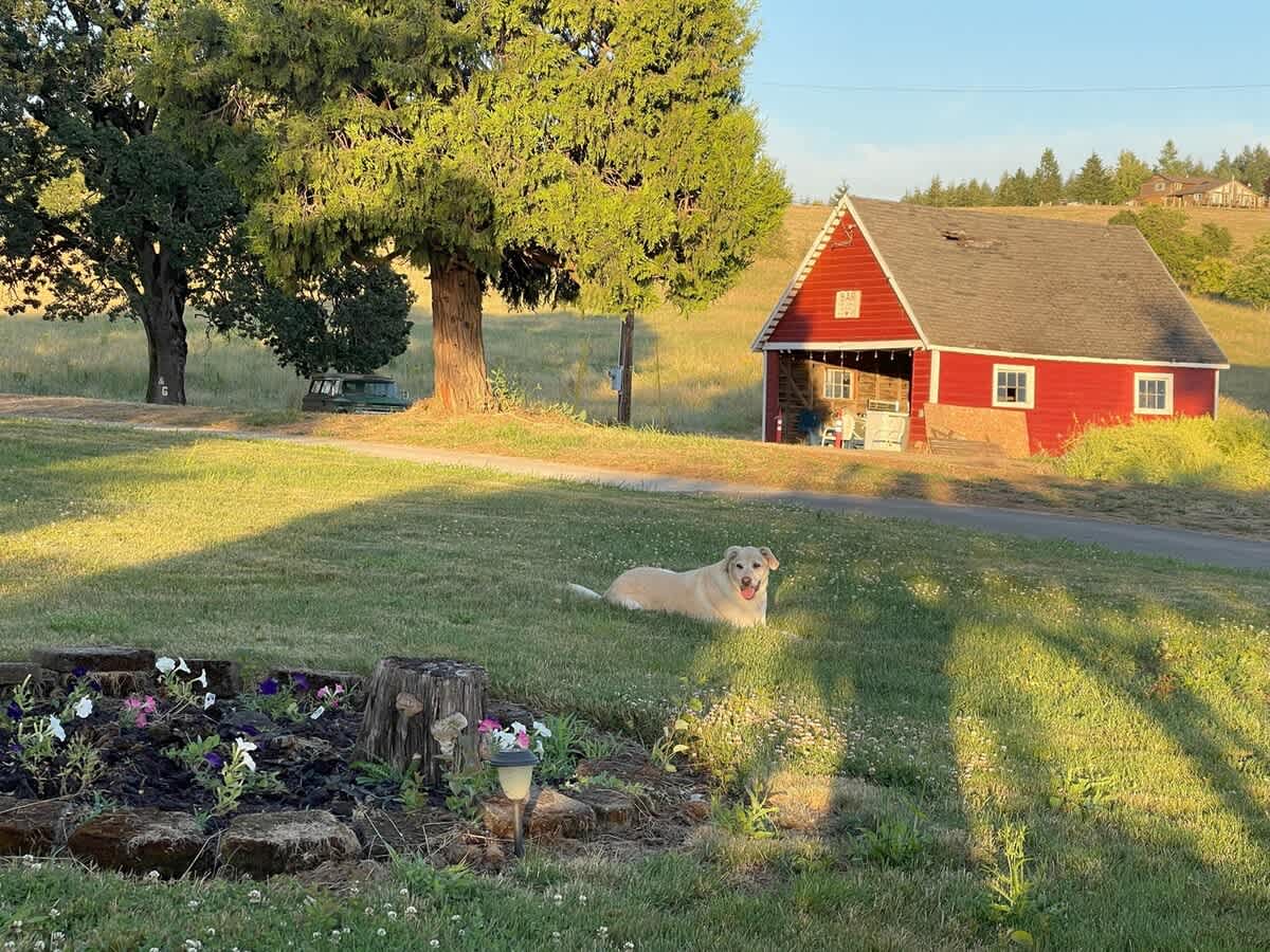 A golden retriever lies contentedly on a sun-drenched green lawn, with a rustic red barn featuring white trim and a dark roof visible in the background, surrounded by trees and open fields.