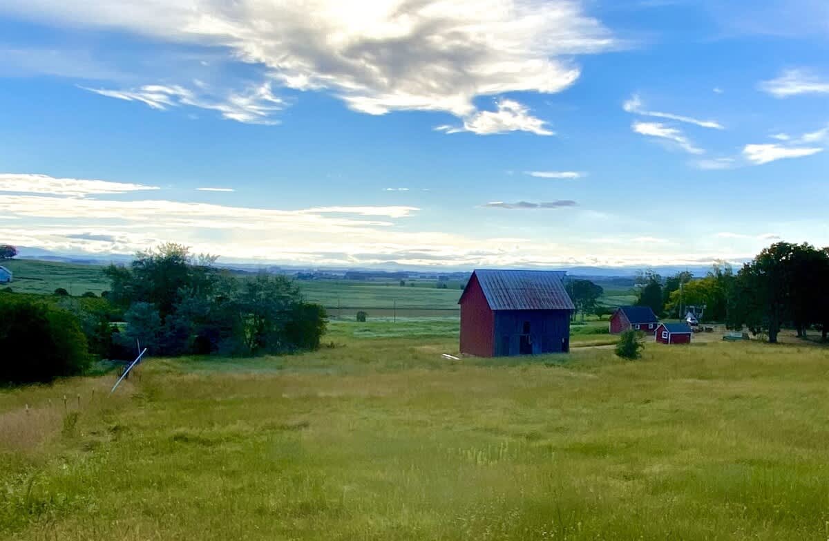 A vibrant green field stretches towards a red barn and several small red sheds nestled among trees in the distance, all under a bright blue sky with fluffy white clouds.