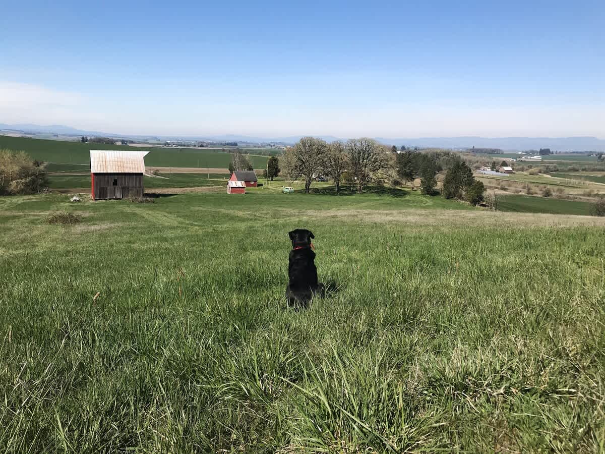 A black dog sits attentively in a vast, vibrant green grassy field, gazing towards a distant red barn and rolling agricultural hills under a clear, bright blue sky.