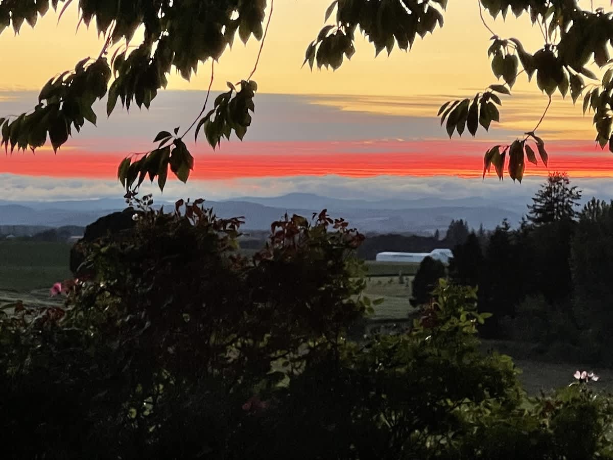 A dramatic sunset paints the sky with intense red and orange streaks above a layer of clouds and distant mountains, framed by silhouetted tree branches and lush foliage in the foreground.