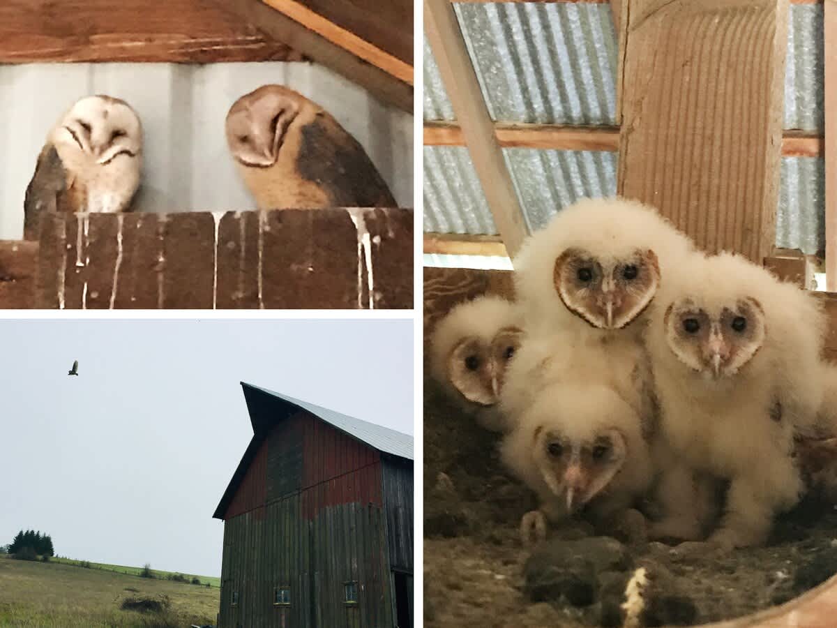 A captivating collage showcasing the farm's namesake barn owls, with images of two adult owls, an owl in flight near a barn, and a heartwarming nest of four fluffy baby barn owls.