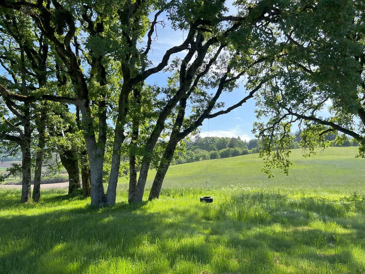 Lush green lawn under a canopy of mature trees, with dappled sunlight filtering through the leaves. A tire swing hangs from one of the branches, overlooking a vast, bright green field stretching into the distance under a clear sky.