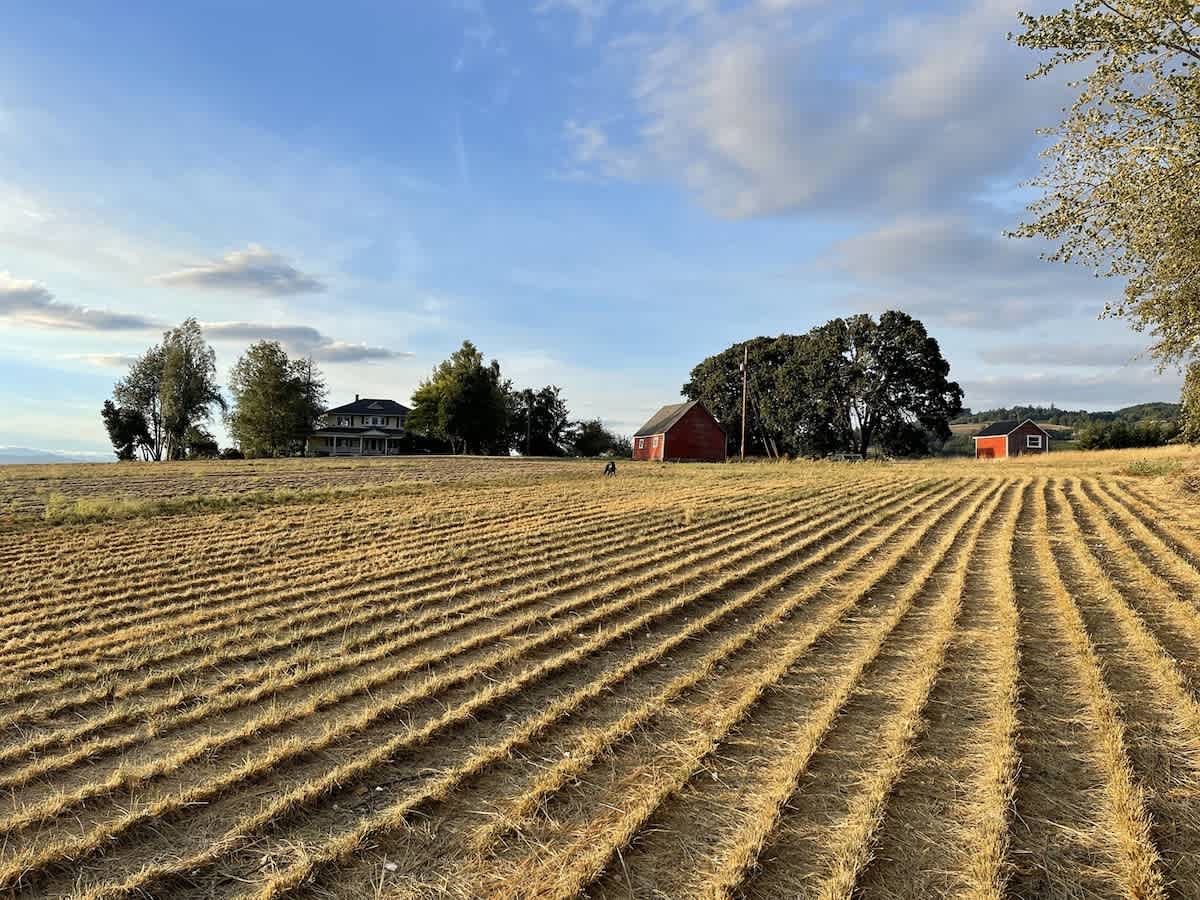 Expansive harvested fields with distinct rows stretch towards a large traditional house, a red barn, and mature trees under a partly cloudy blue sky.