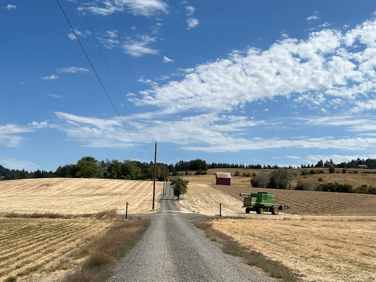 A gravel road leads through expansive golden fields, with a green combine harvester and a red barn visible in the distance under a bright blue sky with scattered white clouds.