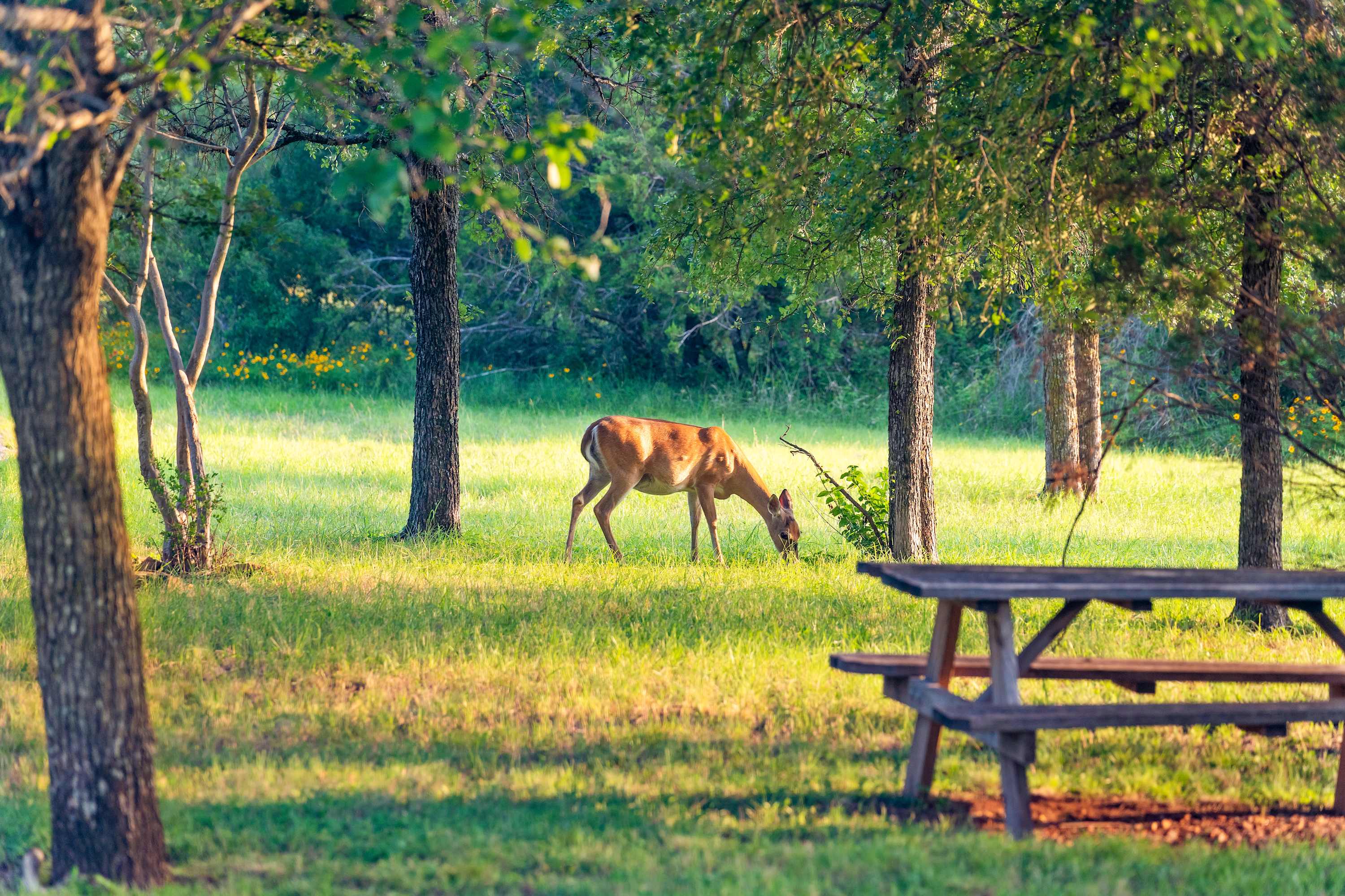 Tranquil scenery will provide the perfect backdrop for your visit to Marble Falls