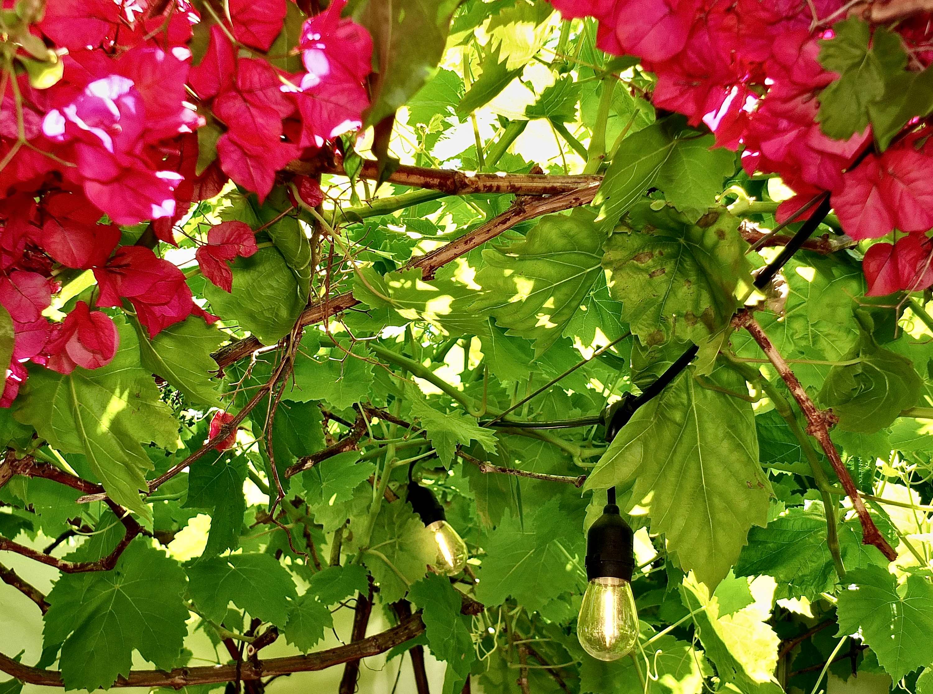 Belmont Shore Coastal Cottage – Idilic Home 2 Blocks to Beach, Near World Cup Venue 6