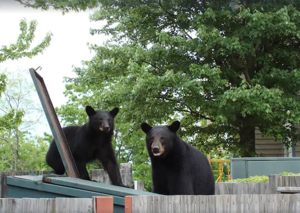 Wildlife Encounters: Experience playful bear sightings right from your retreat in Gatlinburg!