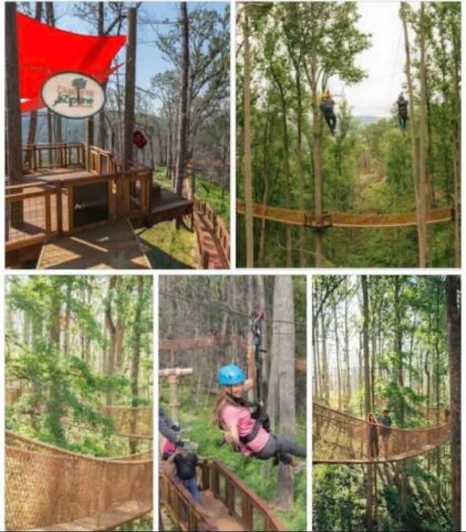 Adventure Awaits: Experience thrilling zip lines and stunning forest views close by!