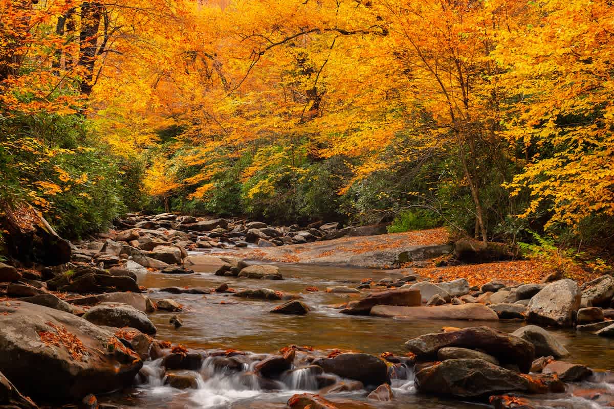Scenic Retreat: Immerse yourself in vibrant fall colors by a serene riverbank!