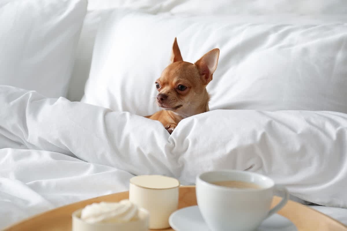 Bring your furry friends! Black Bearry Hill is a dog-friendly Smoky Mountain retreat with plenty of space for everyone to enjoy.