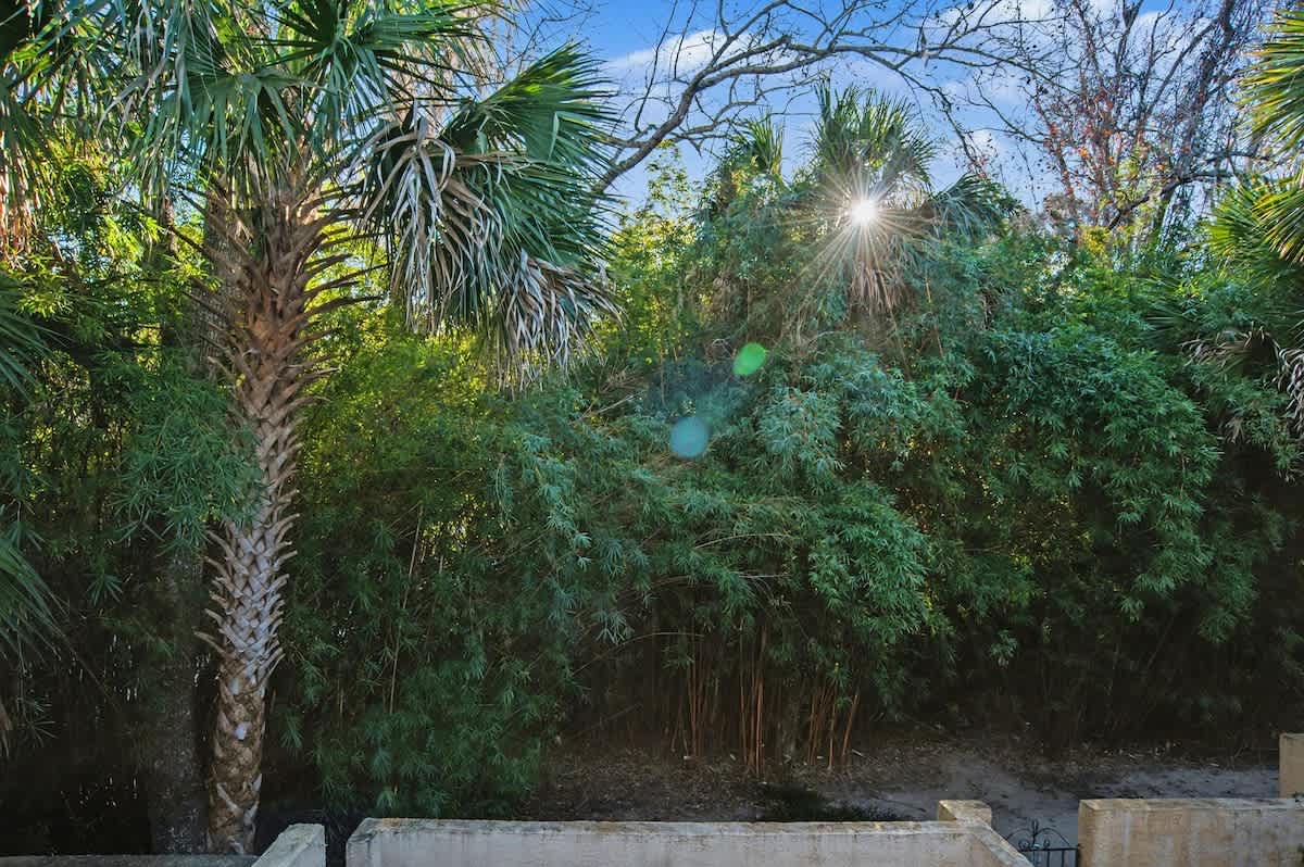 Lush tropical garden with towering palms and dense bamboo creates a private oasis bathed in golden sunlight.