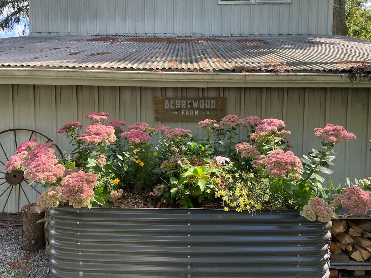 A touch of country color at the Berrywood Farm garden.