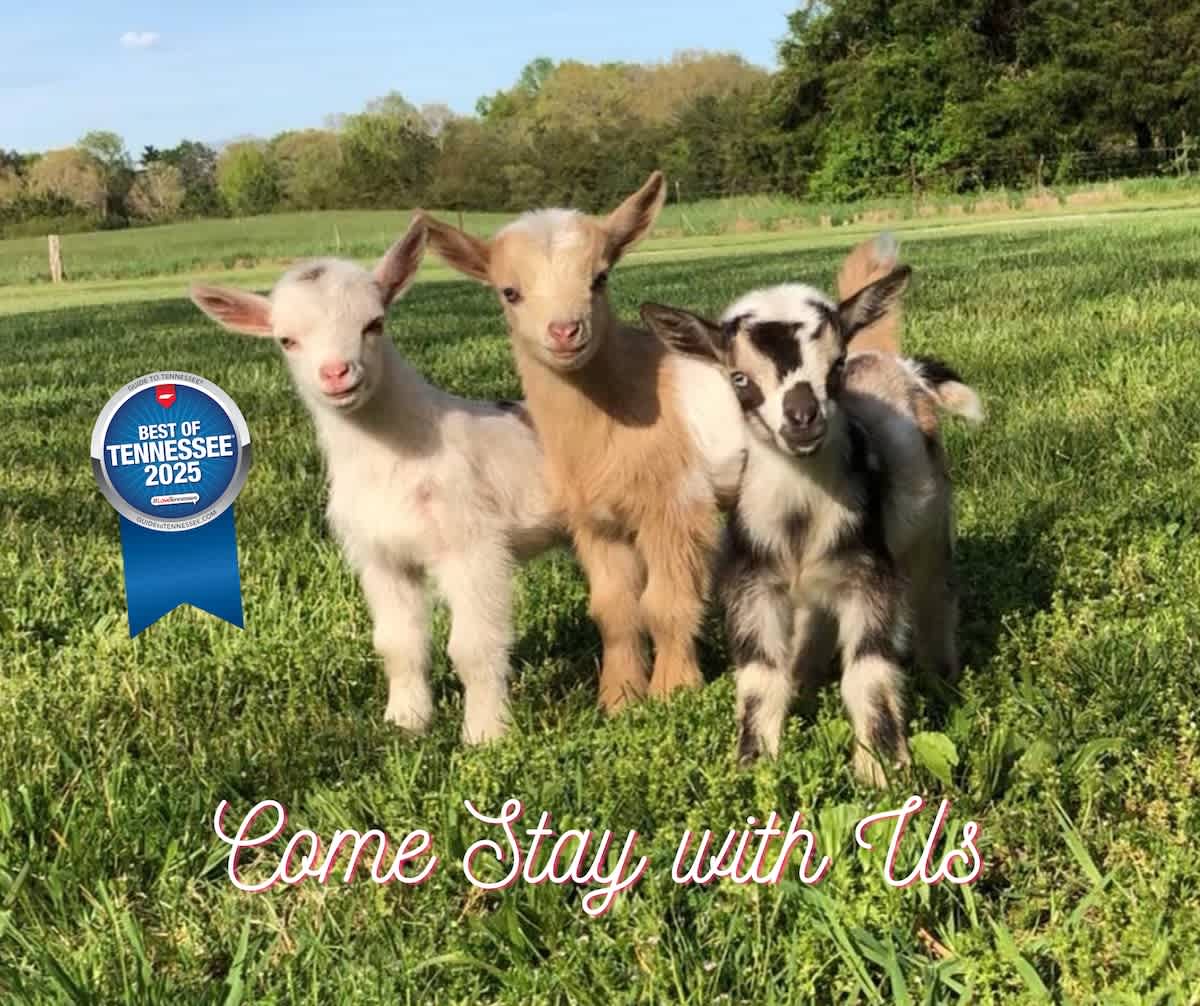 Come Stay & Play at the farm — Dunlap, TN — vacation rental