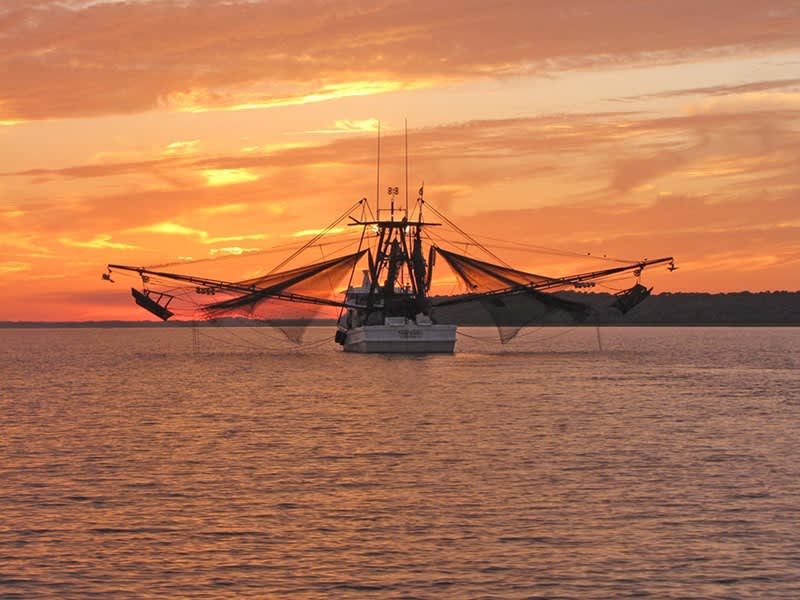 Local shrimpers bring in their catch.